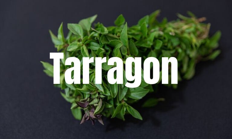 Tarragon