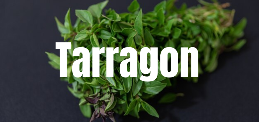 Tarragon